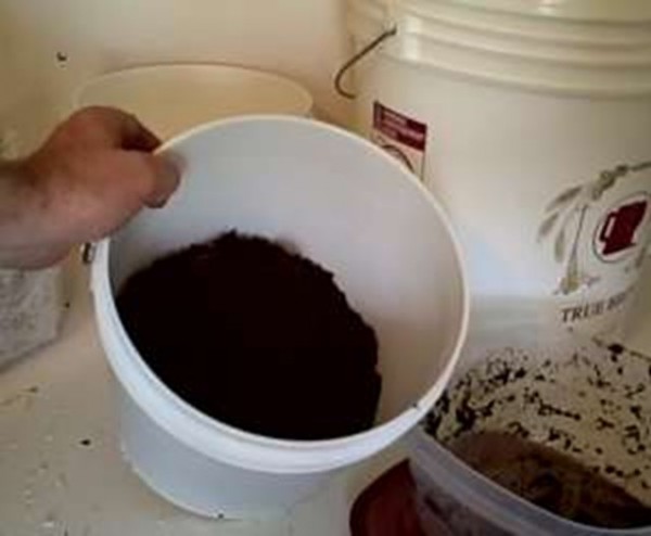 trồng nấm kim châm bằng cà phê