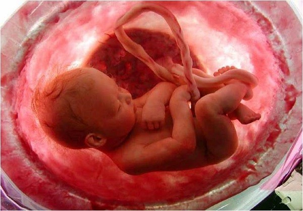 thai nhi trong bụng mẹ hình 1