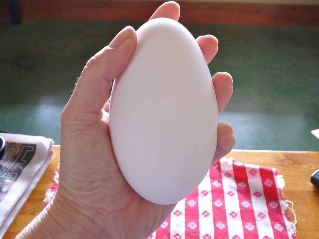 trứng ngỗng hình 2